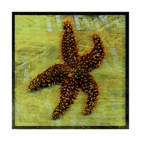 John W. Golden 'Brown Starfish' Canvas Art,14x14